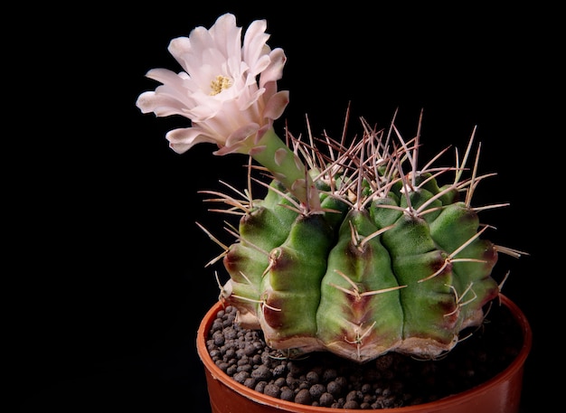 黒の背景に鉢植えのギムノカリキウムサボテンのピンクの花