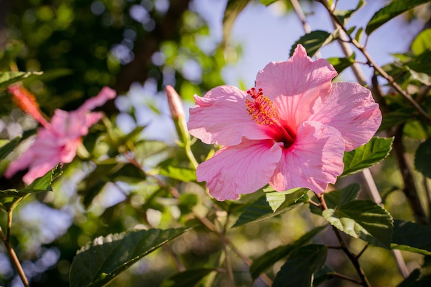 a pink flower hanging on the branch