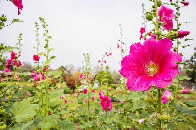 Pink flower hollyhock in a field