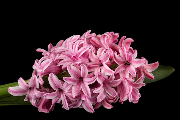 黒の背景に分離されたヒヤシンスのピンクの花