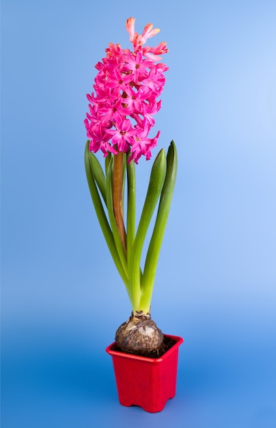 Pink flower hyacinth in studio on the blue background