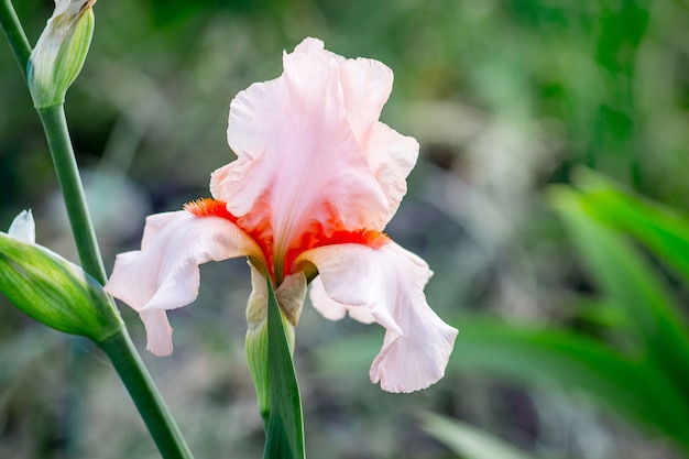 ピンクの花のアイリス。装飾的な春の花_