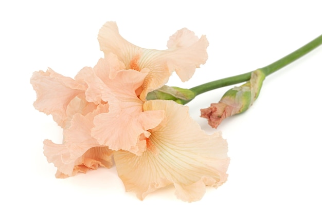 Pink flower of iris isolated on white background