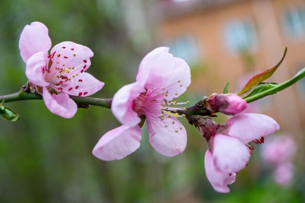 庭にピンク色の花が咲いています。