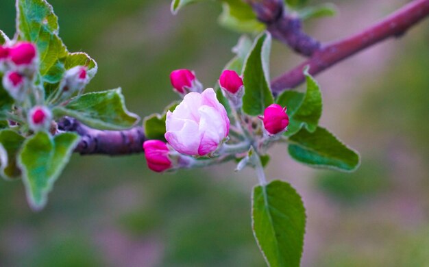 a pink flower is blooming on a branch