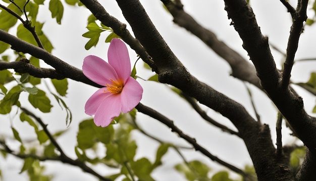 Photo a pink flower is blooming on a tree branch