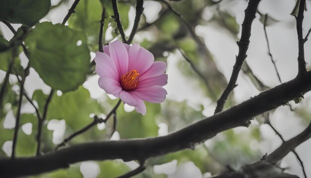 a pink flower is blooming on a tree branch