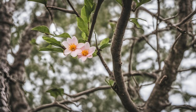 a pink flower is blooming on a tree