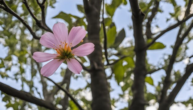 Photo a pink flower is blooming on a tree