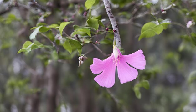 Photo a pink flower is on a branch with the word  on it