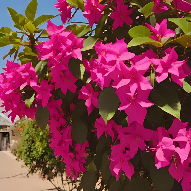 Photo a pink flower is growing on a sidewalk