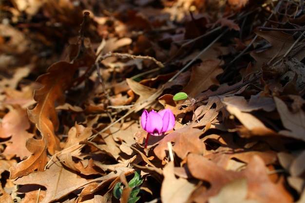 ピンクの花が地面の葉の中にあります。