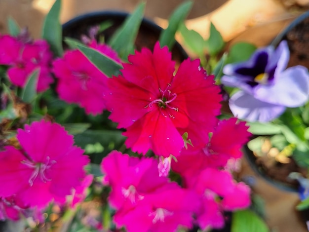 A pink flower is in a pot with a purple flower