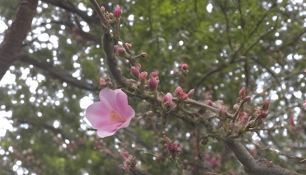 a pink flower is on a tree branch