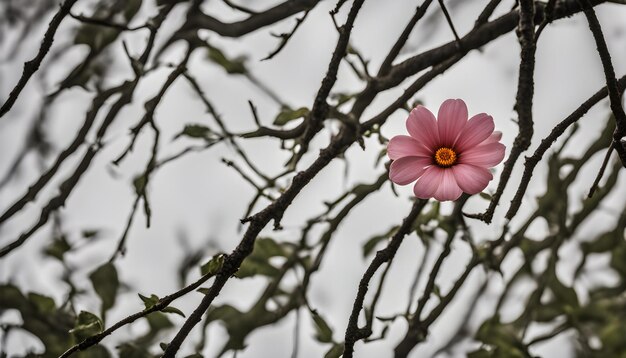 Photo a pink flower is on a tree branch