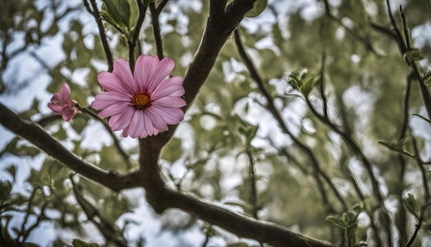 a pink flower is on a tree branch