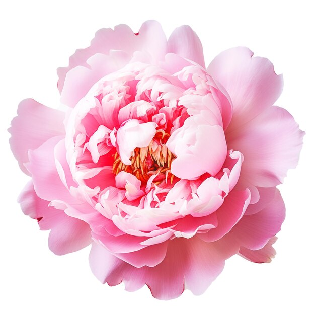 Pink flower on isolated background