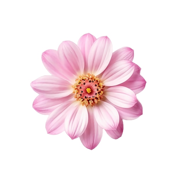 Photo pink flower isolated on transparent background cutout