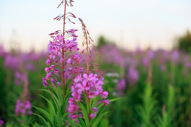 Photo a pink flower of ivan-tea