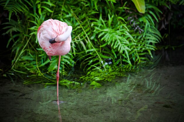 Photo pink flower in a lake