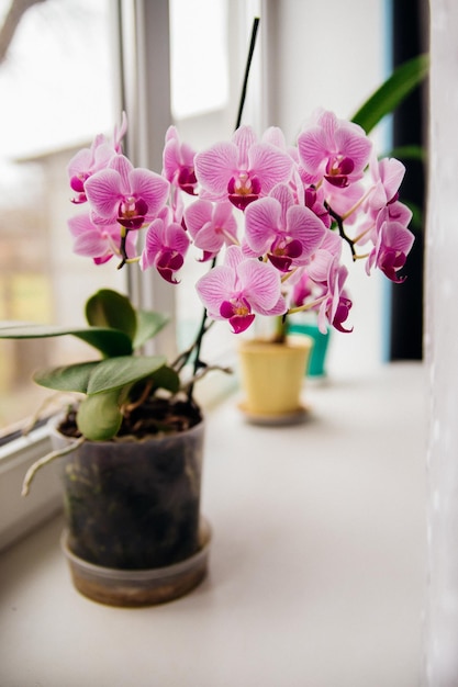 Photo pink flower and leaves of the phalaenopsis orchid in a flower pot on the windowsill in the house care of a houseplant