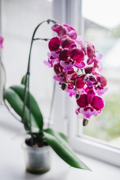 Pink flower and leaves of the phalaenopsis orchid in a flower pot on the windowsill in the house Care of a houseplant