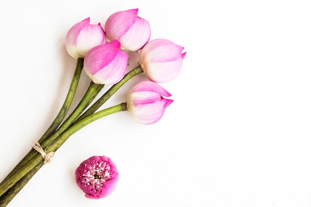 розовый цветок лотоса местная флора азии