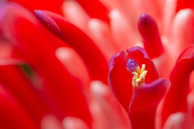 Pink flower macro background