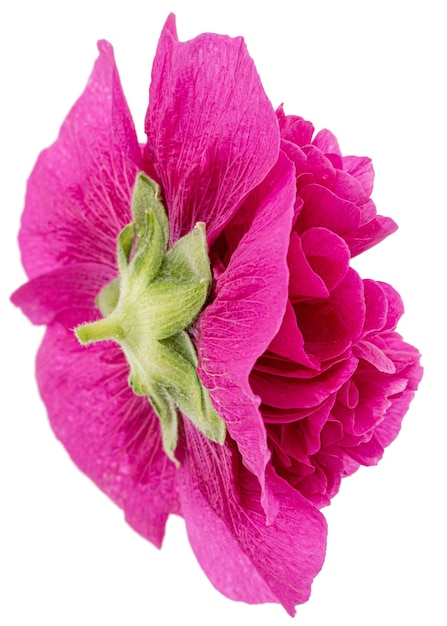 Pink flower of mallow isolated on white background