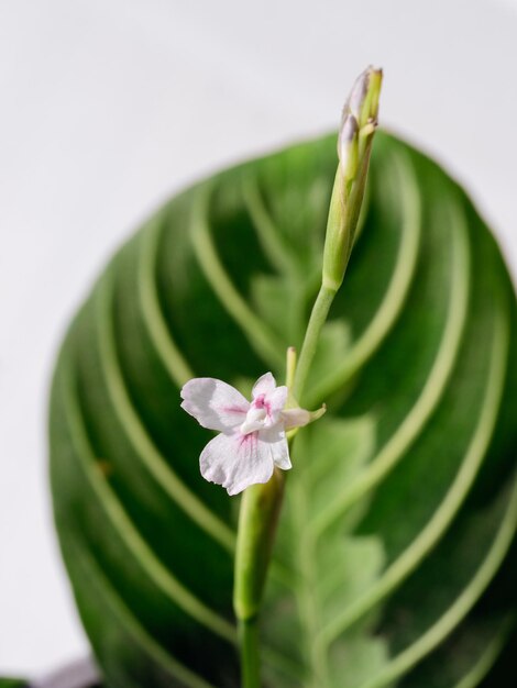 Pink flower of maranta lemon lime plant