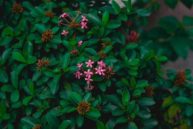 緑の葉の真ん中にピンクの花