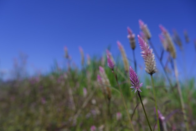 青い空を背景に自然の中でピンクの花