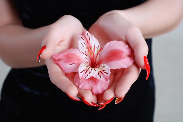 Photo pink flower of an orchid in hands of the young girl