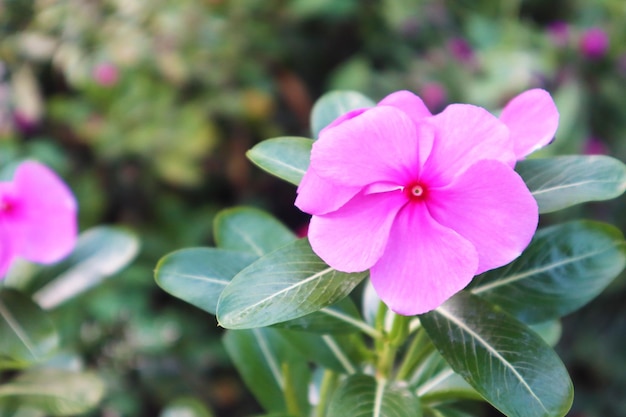 Pink flower periwinkle catharanthus roseus In full bloom in forest among green Leave Blur background selective focus point