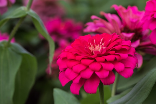 写真 多層のピンクの花びら