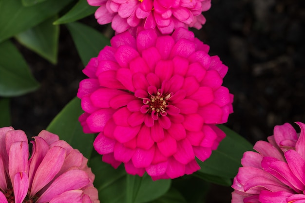 Pink flower petals in multiple layers