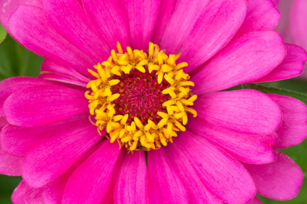 Photo pink flower petals in multiple layers