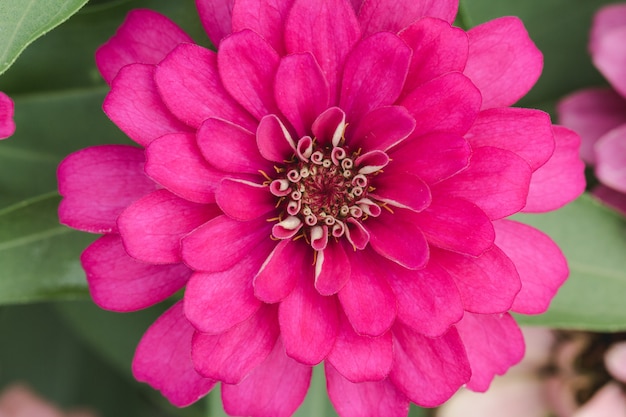 Petali di fiori rosa in più strati