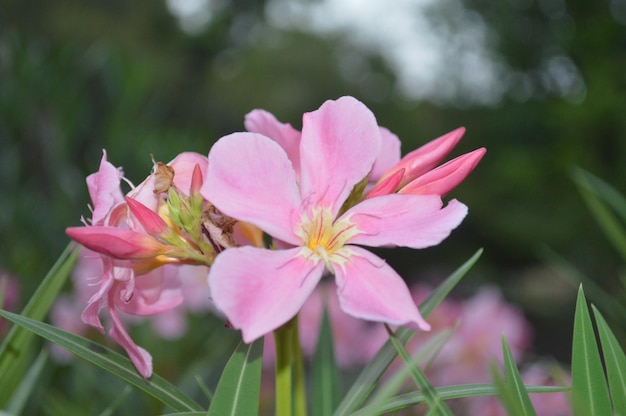 Photo pink flower photo