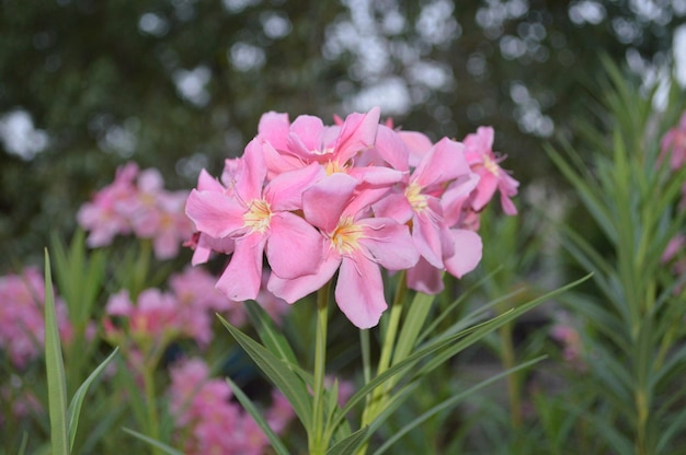 Photo pink flower photo