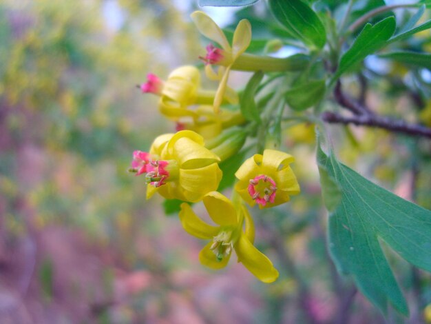 ピンクの花の写真