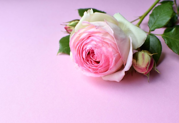 ピエール・ド・ロンサール (Pierre de Ronsard) の花エデン・ローズ (Eden Rose) はピンクの背景に生えている