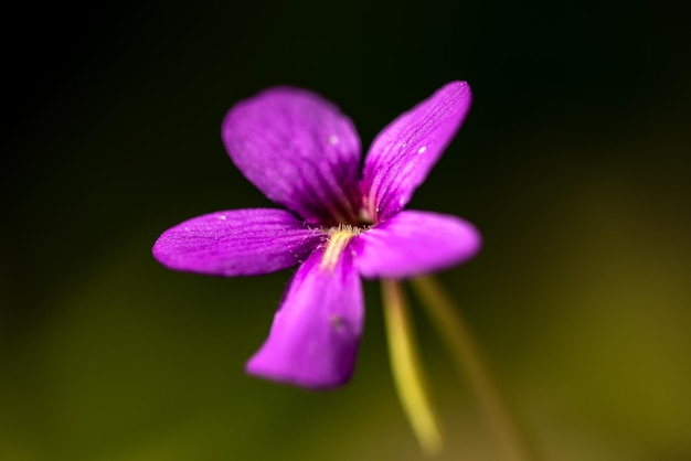 ピンギキュラのピンクの花