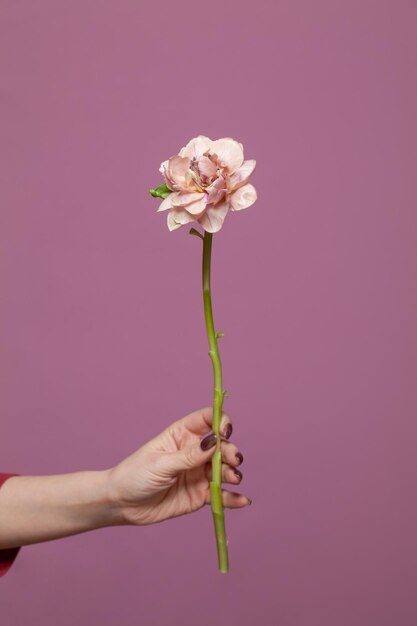 Photo pink flower on pink background flower in female hand