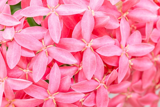 Pink flower, pink Ixora coccinea on branch, in soft blurred style.