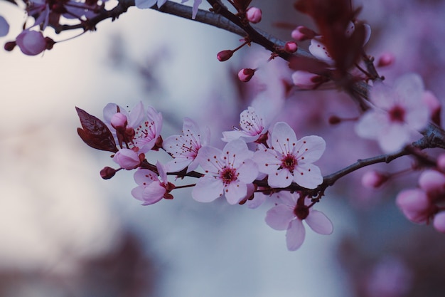 ピンクの花植物の花びら