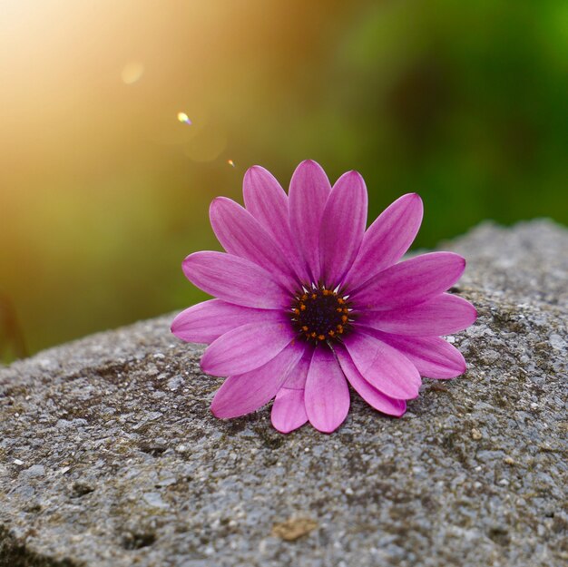 Pink flower plant in summer in the nature