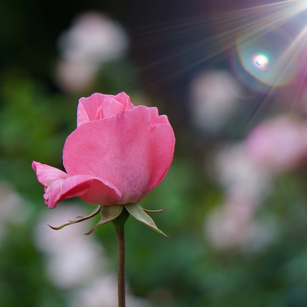 自然の中で夏のピンクの花植物