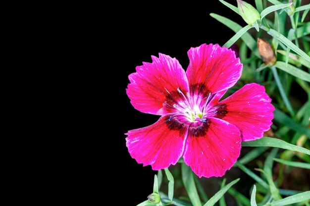 Pink flower on a plant