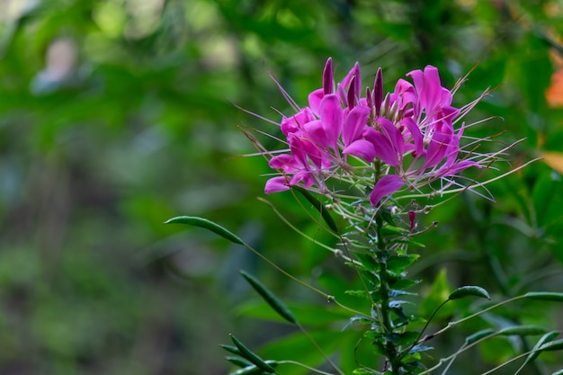 Photo pink flower and plant